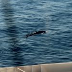 Il ritorno delle balene nel Mediterraneo centrale