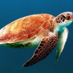 È la giornata mondiale delle tartarughe marine. Ancora troppe sono vittime delle reti da pesca