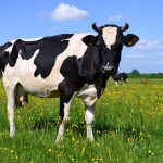 Super anticorpi delle mucche potrebbero aiutare a trovare un vaccino contro Hiv