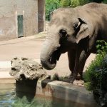 Siccità: allarme anche per gli animali del Bioparco di Roma. “È la prima volta in 100 anni”