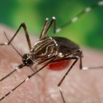 I virus emergenti che minacciano i viaggiatori: Zika, Ebola e Mers