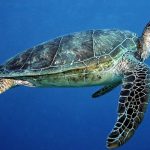Una pelle artificiale per salvare le tartarughe in via di estinzione