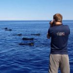 Aumentano avvistamenti cetacei nel Mar Ligure: balenottere, capodogli e zifi