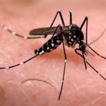 Chikungunya: “non esiste un vero pericolo sanitario”, lo spiega il ministro Lorenzin