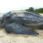Tartaruga rarissima di 2 metri avvistata alle Cinque Terre