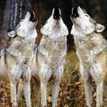 Tre lupi vittime di bracconaggio in soli due giorni. Scatta la petizione online