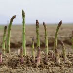 Svelato il genoma dell’asparago