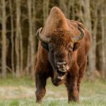 Ucciso il primo bisonte selvaggio avvistato in due secoli in Germania