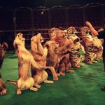 L'Italia è vicina a vietare l'utilizzo degli animali nel circo