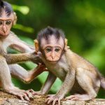 La clonazione delle scimmie