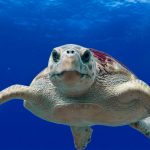 La resistenza dei cuccioli di tartaruga marina