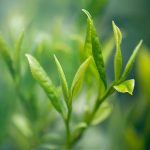 I benefici dei vari tipi di tè verde