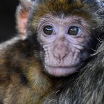 Muoiono 4 scimmie: la FDA chiude lo studio