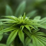 I benefici della cannabis sul dolore