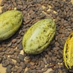 Theobroma cacao: una pianta tosta, anzi tostata!