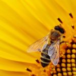 UE: al bando tre insetticidi dannosi per le api