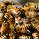 Le colonie d’api prendono decisioni come noi