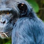Un software per riconoscere la faccia delle scimmie