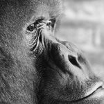 Muore Koko, la gorilla che interagiva con la lingua dei segni