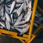 Un terzo del pesce pescato non viene mangiato
