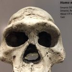 La pigrizia dell'Homo erectus