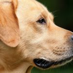Anche i cani possono soffrire di problemi alla tiroide