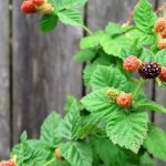 Prevenire la disfunzione endoteliale con i boysenberry