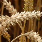 Il grano influisce sul cervello?