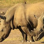 Paga per uccidere un rinoceronte in Namibia