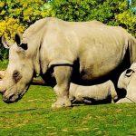 Pratiche per salvare i rinoceronti bianchi settentrionali dall'estinzione