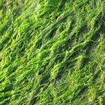 Indumenti fatti con le alghe