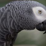 L'altruismo dei pappagalli cenerini