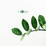 Immagine foglie con logo Ecoseven