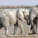 elefanti morti in botswana