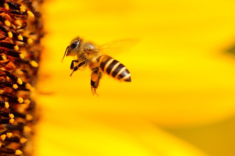 la via delle api