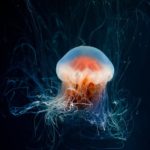 Puntura di medusa: rimedi e trattamenti