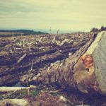 Il Parlamento Europeo contro la deforestazione