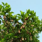 Pongamia: un albero dai mille usi