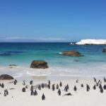 Middle Island-Maremma Penguin Project