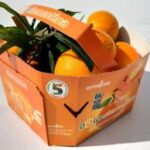 Agroalimentare: debutta sul mercato 'Perrina', nuova clementina tardiva made in Italy