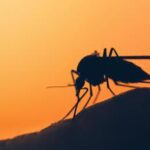Dengue in Italia, nuova circolare: le misure