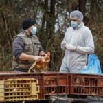 Aviaria e rischio pandemia, Usa al lavoro per strategie e vaccini