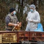 Aviaria, i timori dell'Oms: Preoccupa rischio contagio tra esseri umani