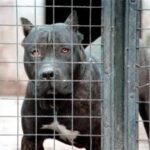 Bimbo ucciso dai pitbull, veterinario: Non ci sono cani killer ma cattiva gestione sì