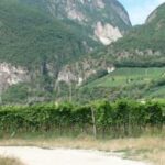 Ismea, comparto vitivinicolo vale un terzo del mercato assicurativo agricolo agevolato