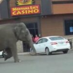 Montana, elefante scappa dal circo: traffico bloccato per le strade di Butte - Video