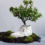 Eco invenzione, la scarpa che fiorisce viene dall'Olanda