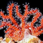 Ecologia ed Ambiente, le creme solari salva coralli
