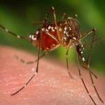Trova il rimedio naturale al fastidio delle zanzare