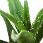 Aloe e dieta vegetariana: un connubio per sconfiggere il cancro?